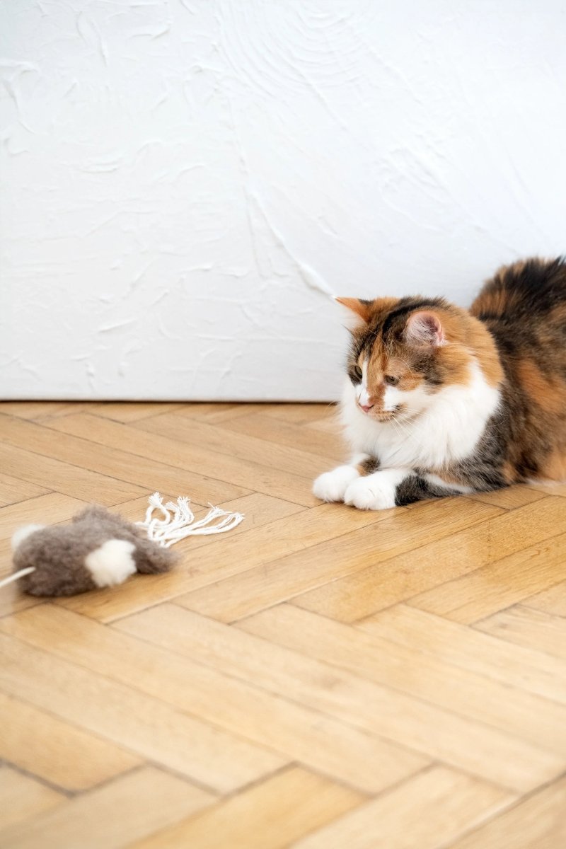 all dogs products all cats products all small animal products