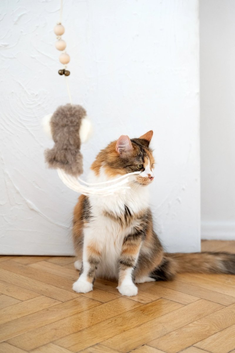 all dogs products all cats products all small animal products