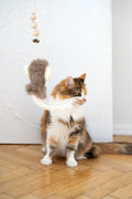 all dogs products all cats products all small animal products