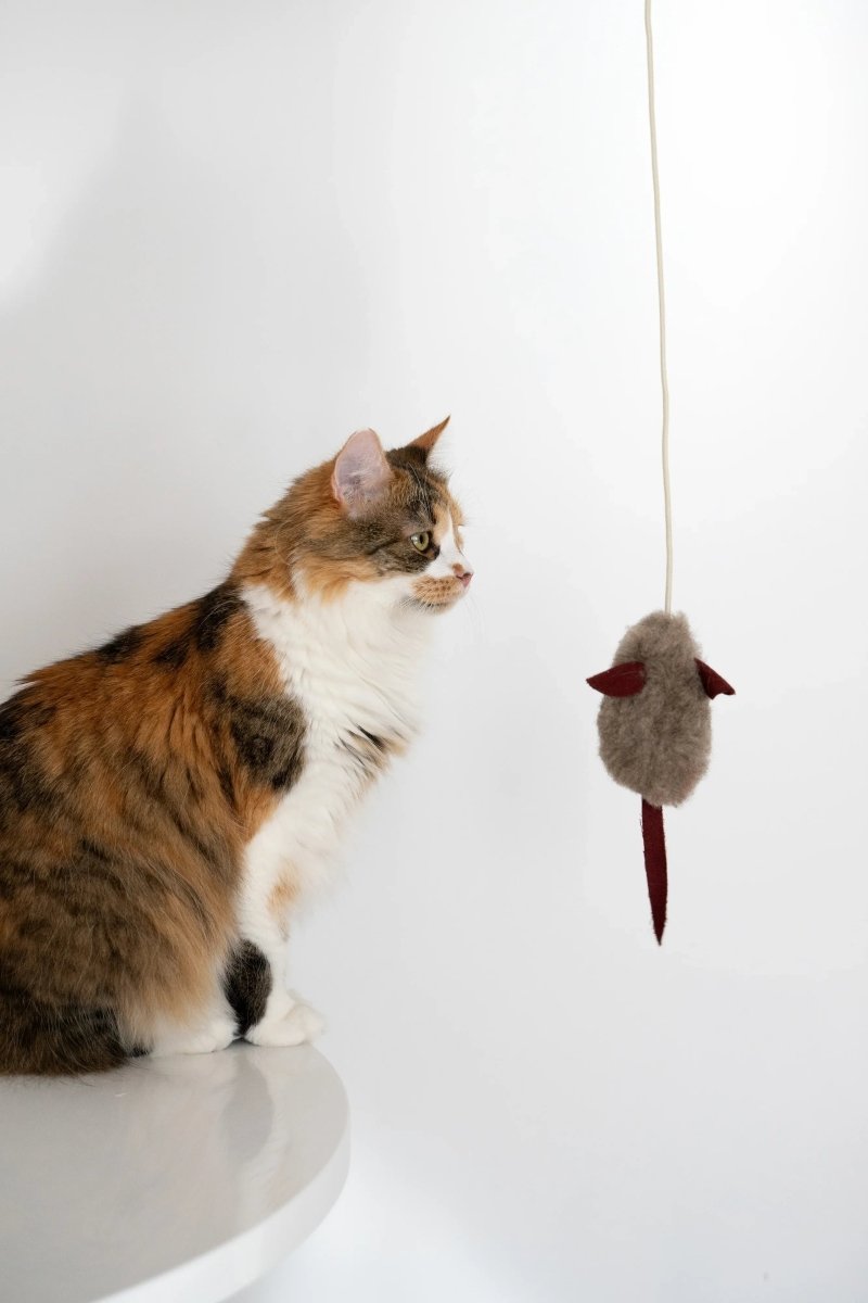 all dogs products all cats products all small animal products