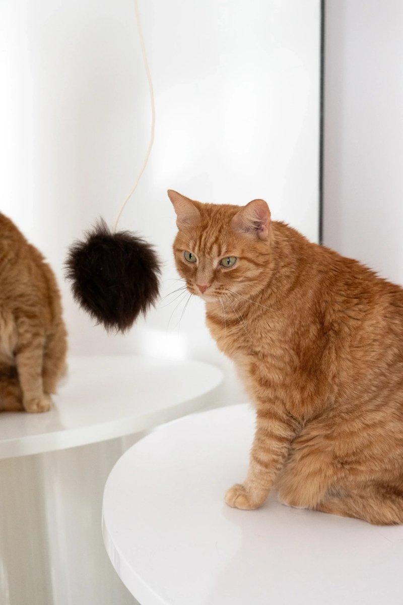 all dogs products all cats products all small animal products