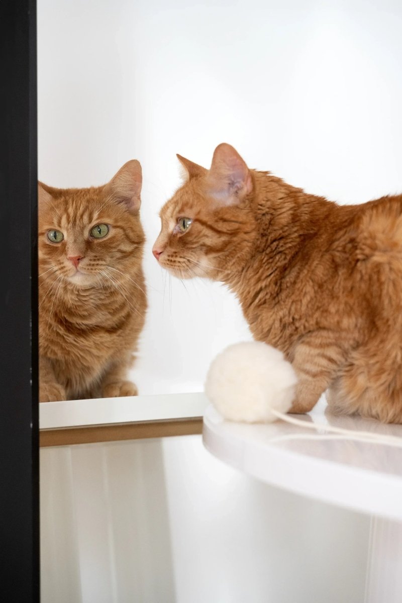 all dogs products all cats products all small animal products
