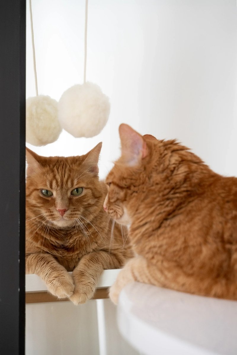 all dogs products all cats products all small animal products