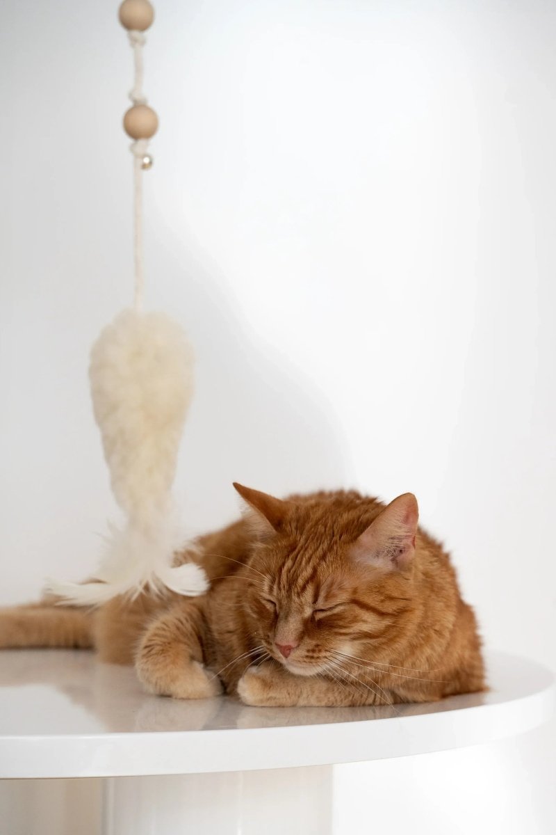 all dogs products all cats products all small animal products