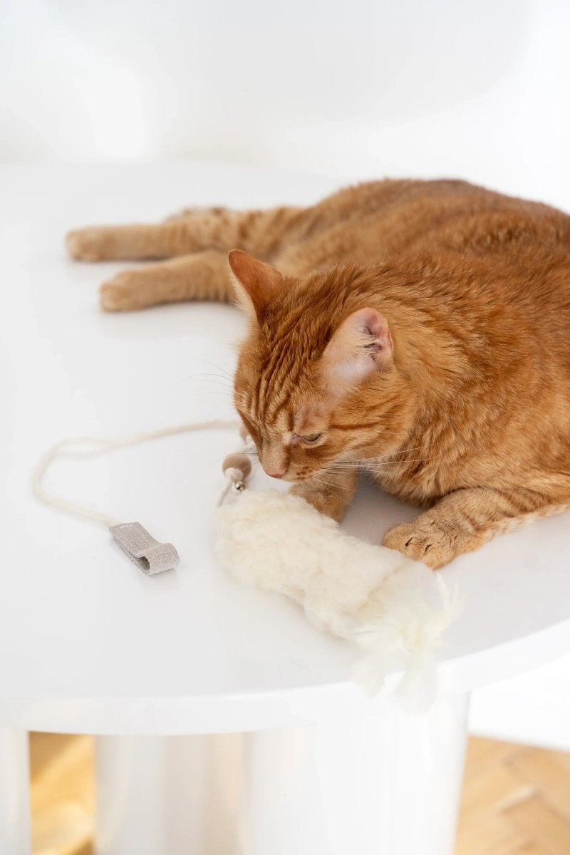 all dogs products all cats products all small animal products