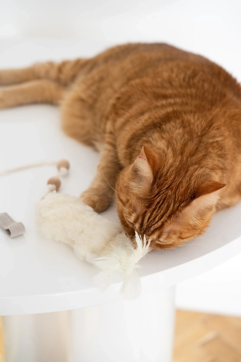 all dogs products all cats products all small animal products