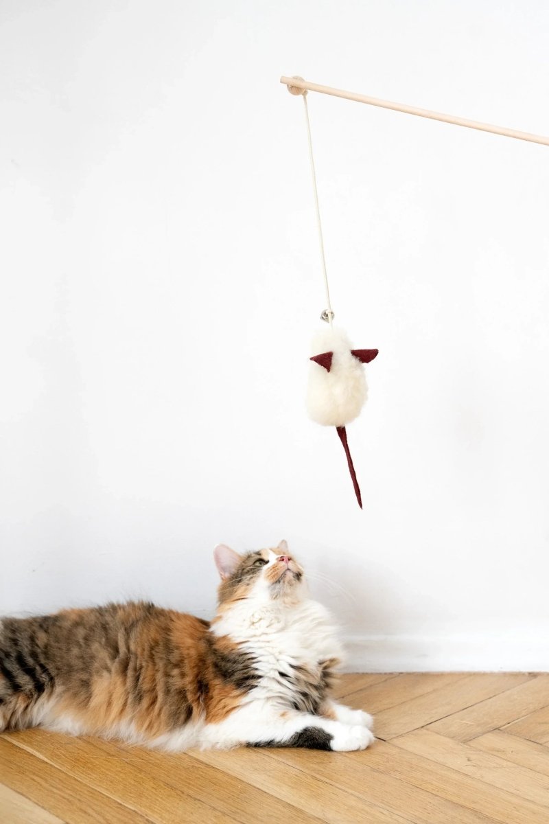 all dogs products all cats products all small animal products