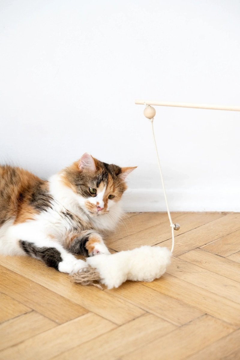 all dogs products all cats products all small animal products