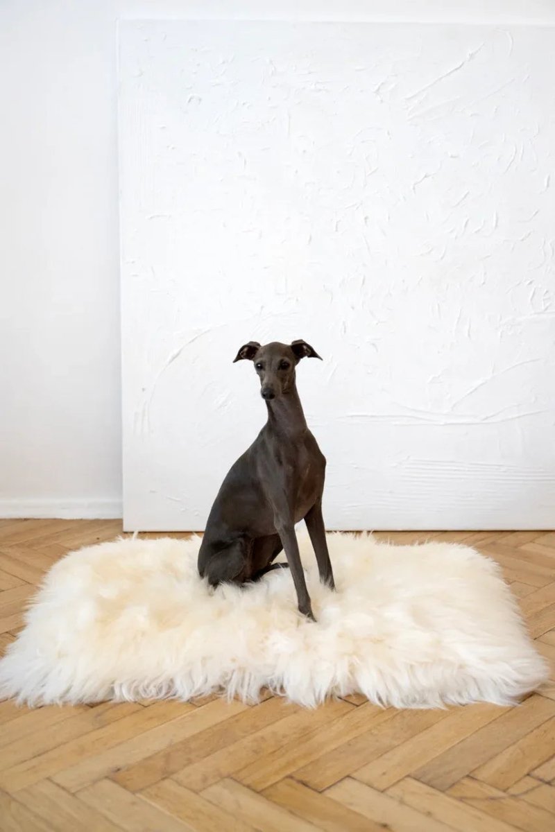 all dogs products all cats products all small animal products