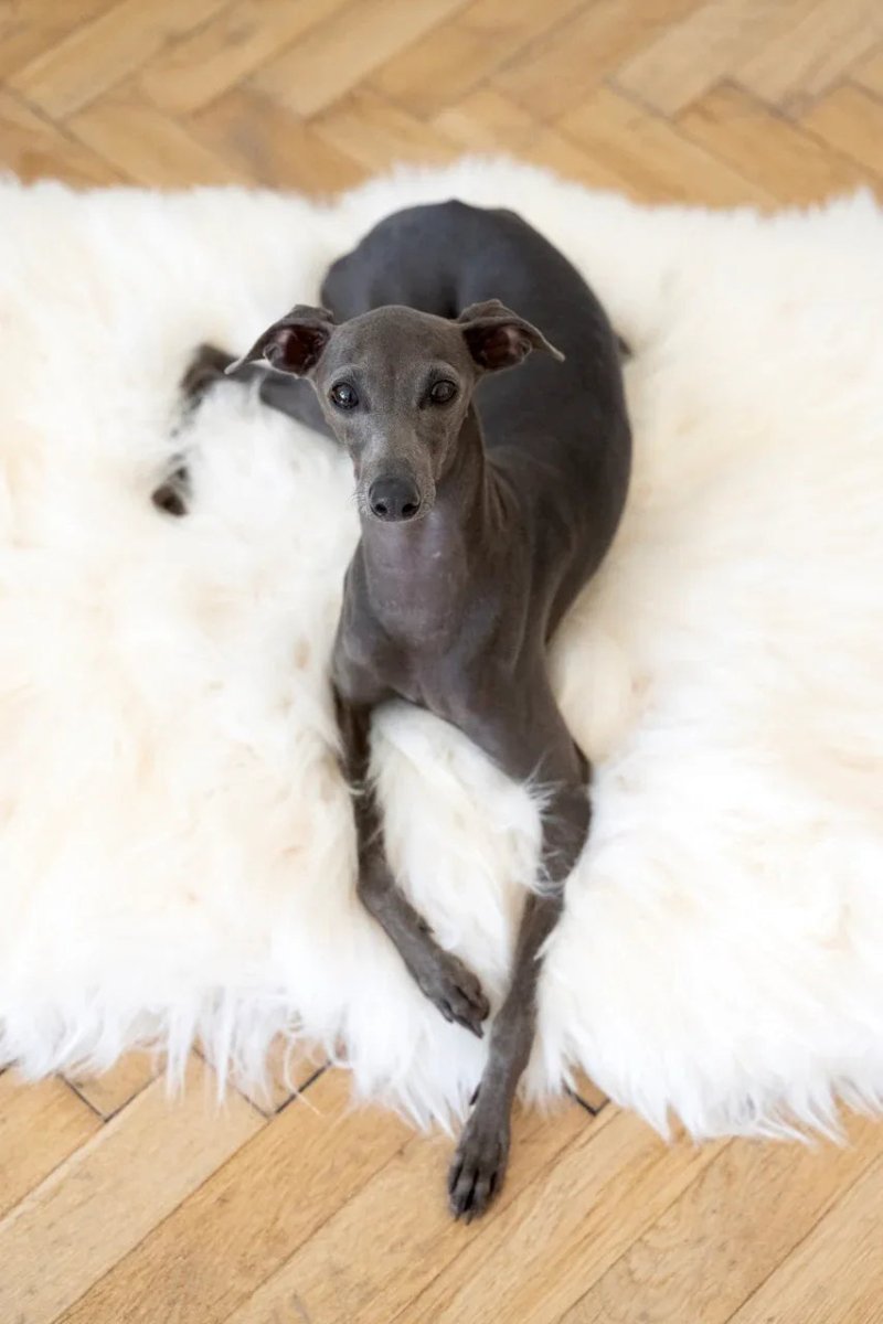 all dogs products all cats products all small animal products