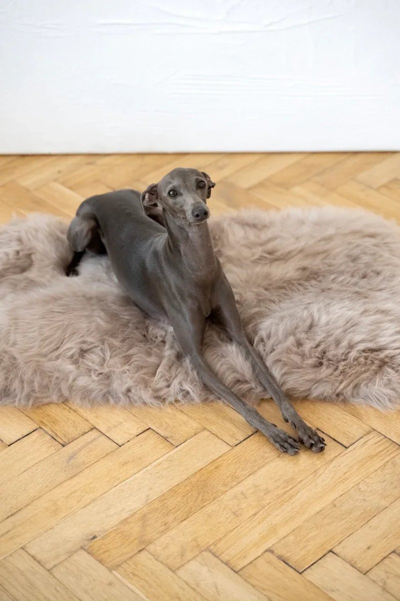 all dogs products all cats products all small animal products