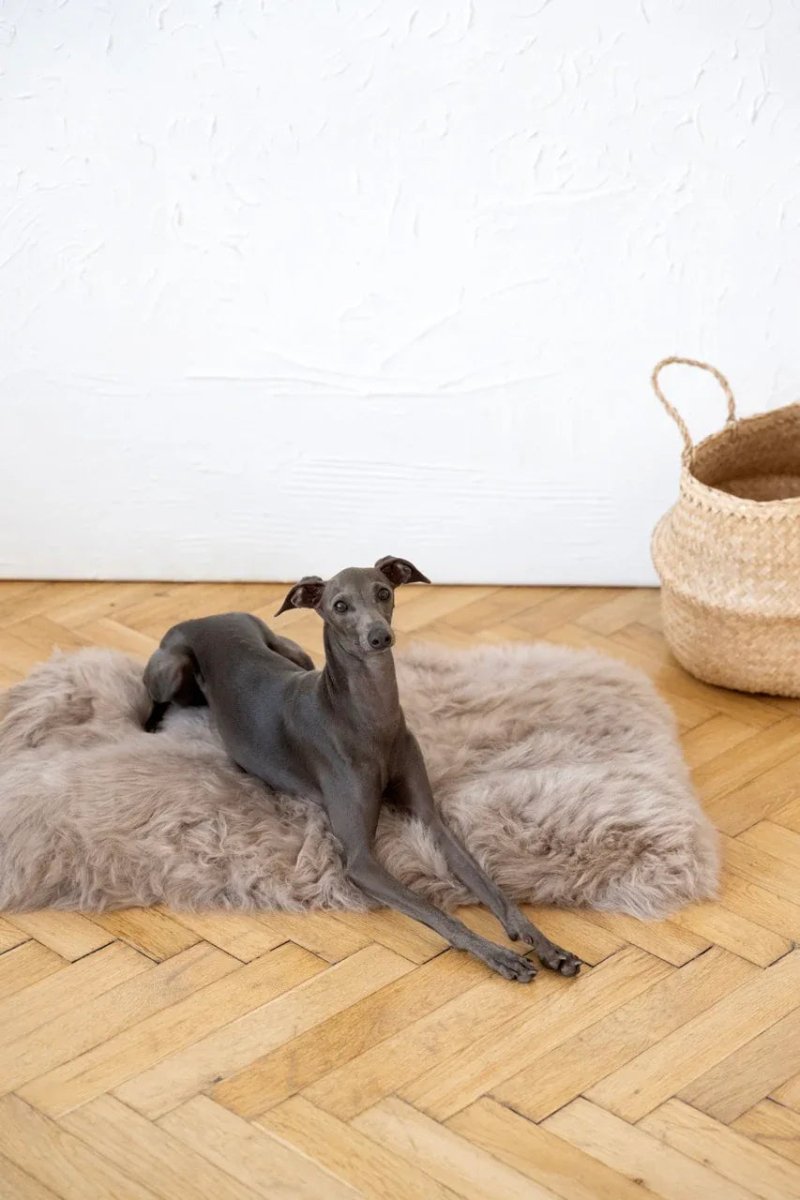 all dogs products all cats products all small animal products
