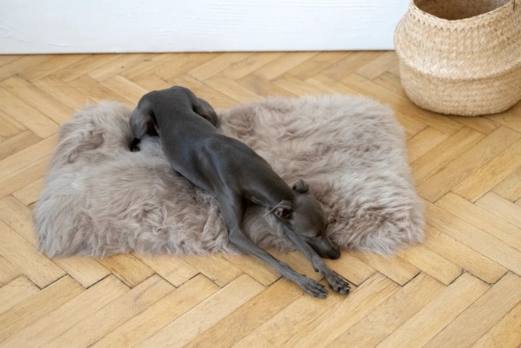 all dogs products all cats products all small animal products