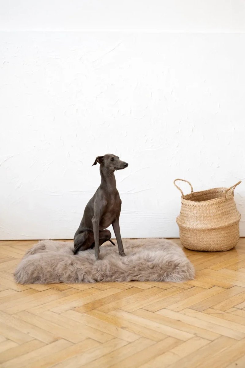 all dogs products all cats products all small animal products