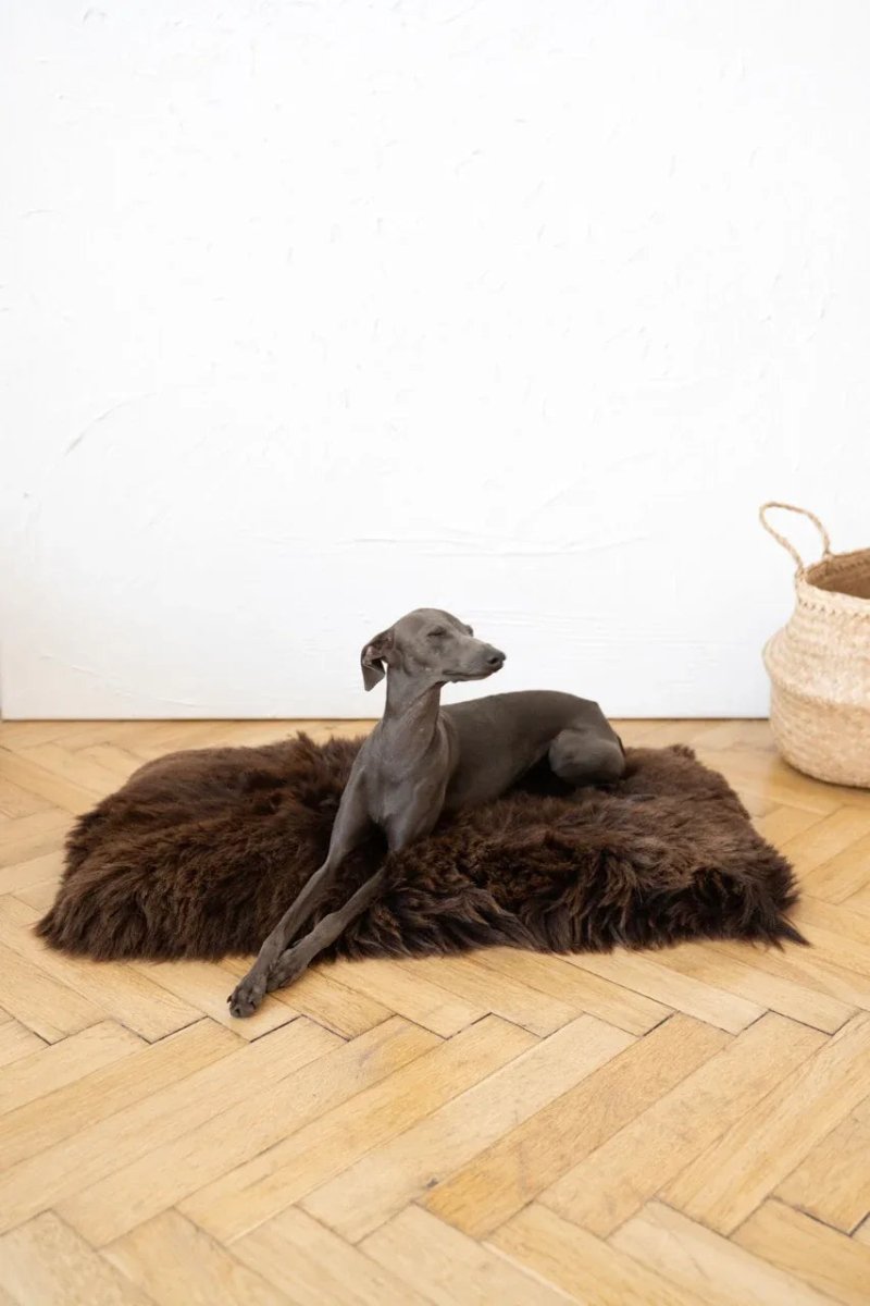 all dogs products all cats products all small animal products