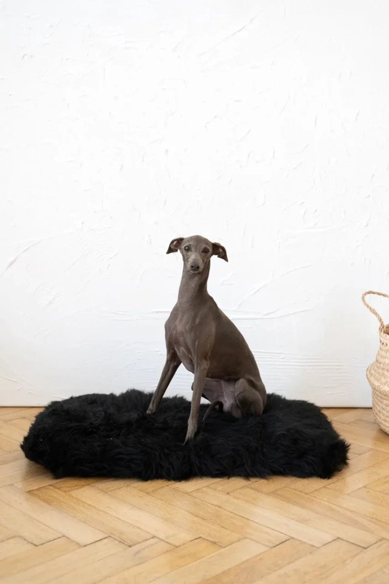 all dogs products all cats products all small animal products