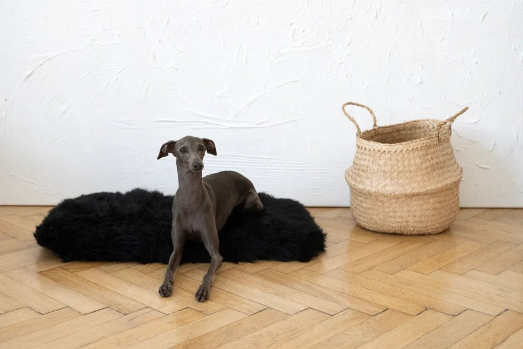 all dogs products all cats products all small animal products