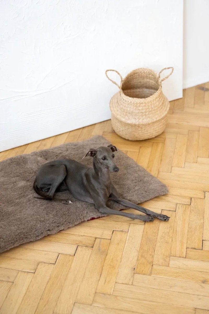 all dogs products all cats products all small animal products