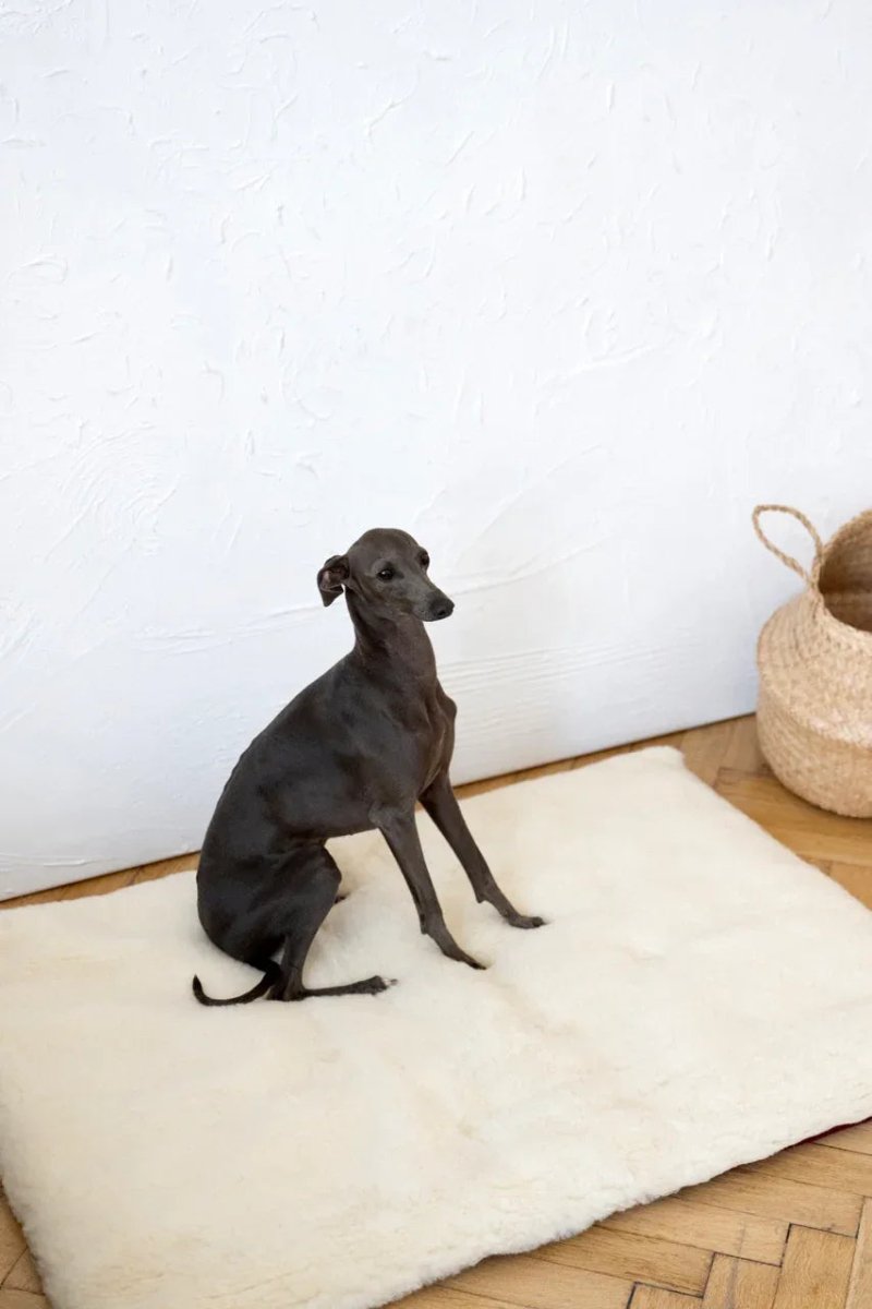 all dogs products all cats products all small animal products