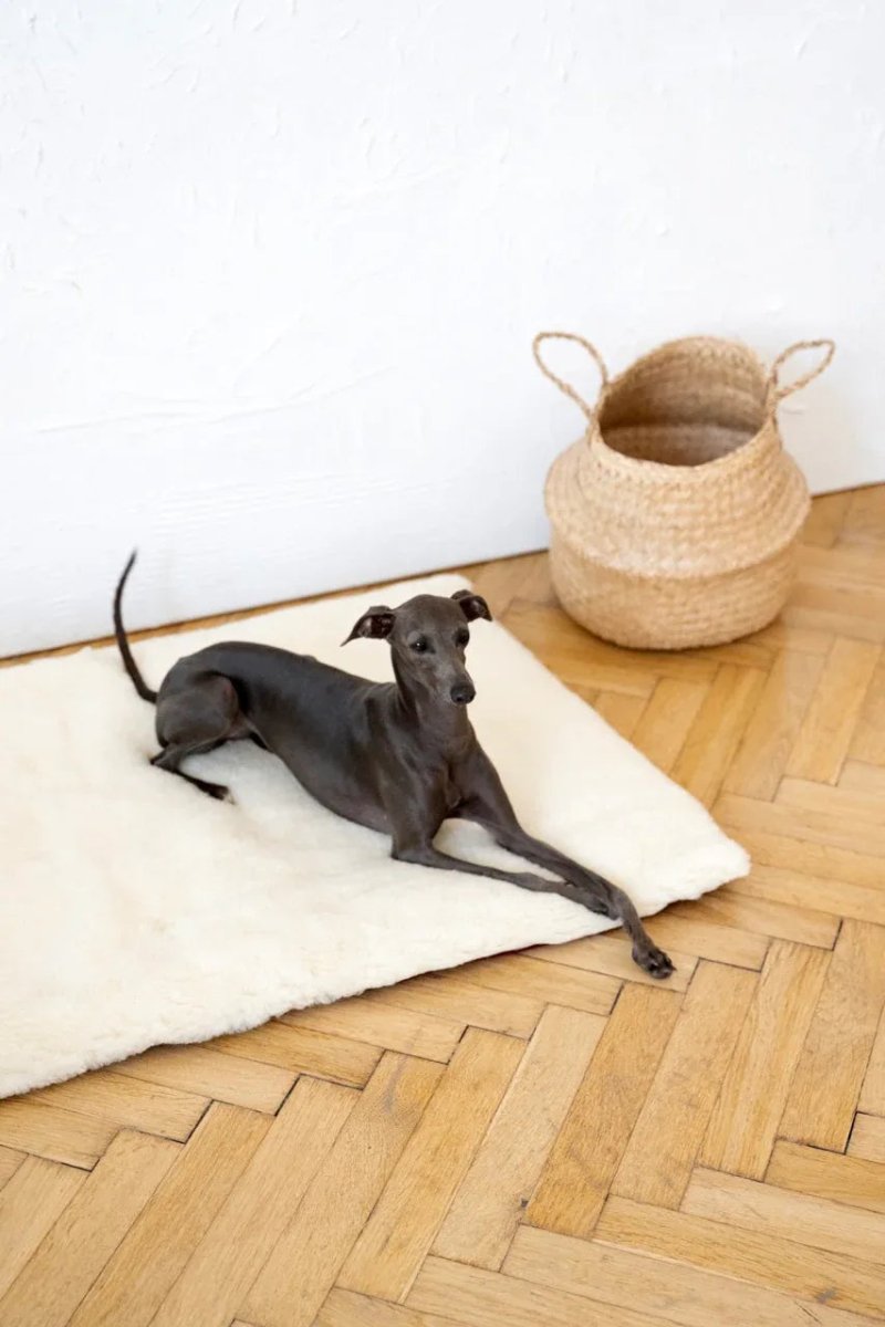 all dogs products all cats products all small animal products