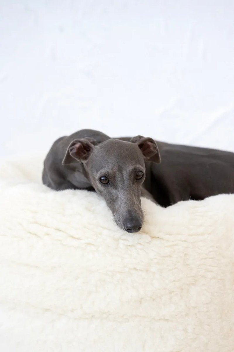all dogs products all cats products all small animal products