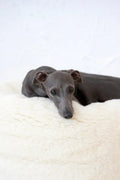 all dogs products all cats products all small animal products