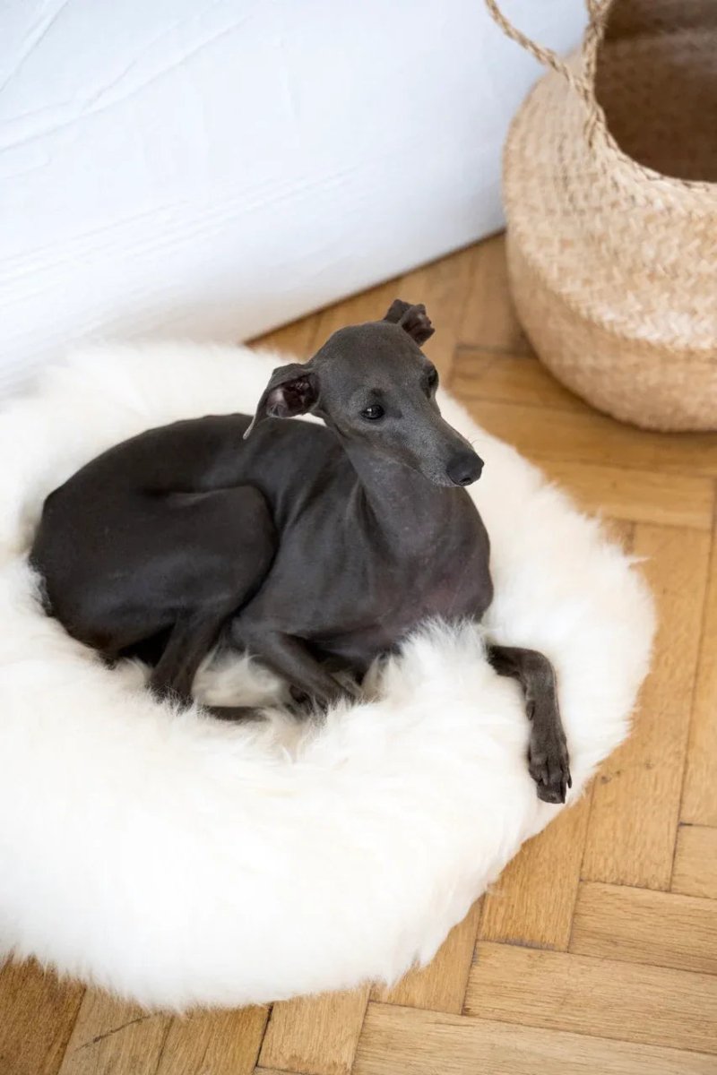 all dogs products all cats products all small animal products