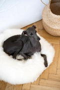 all dogs products all cats products all small animal products