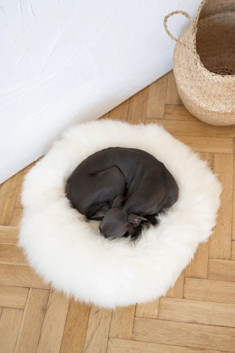 all dogs products all cats products all small animal products