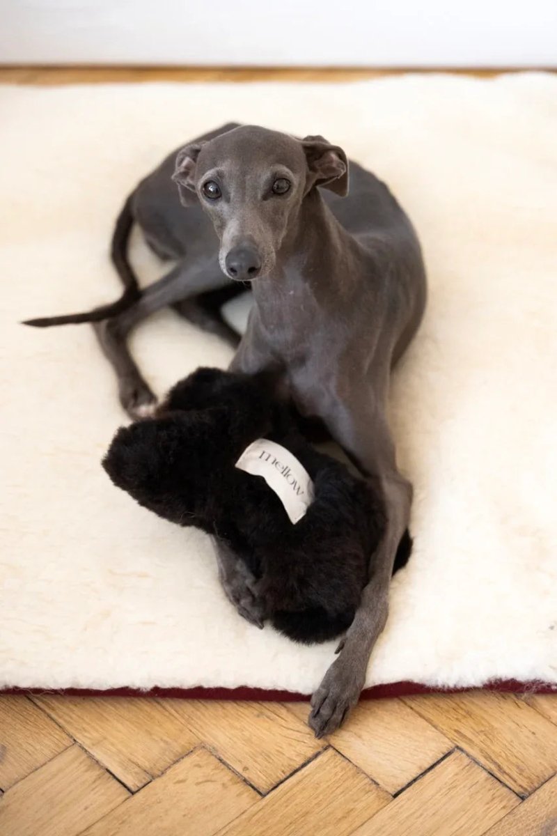 all dogs products all cats products all small animal products
