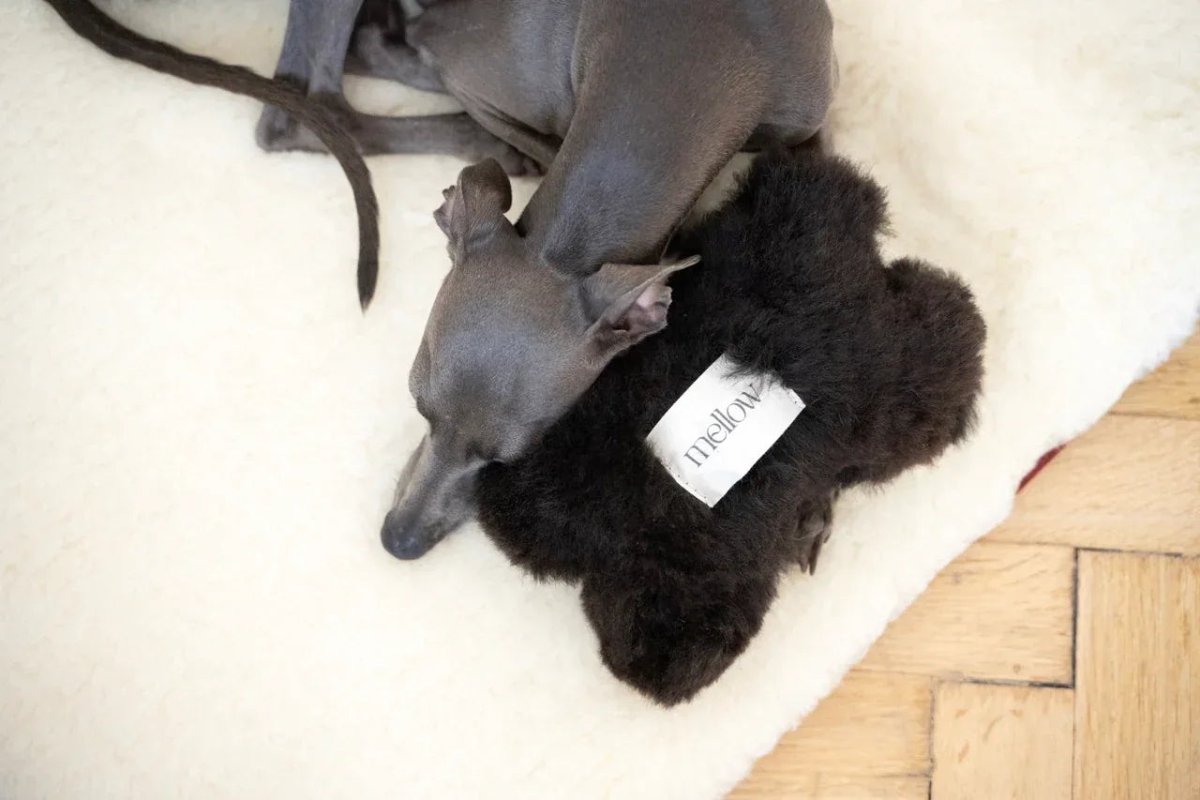 all dogs products all cats products all small animal products
