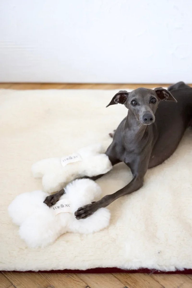 all dogs products all cats products all small animal products