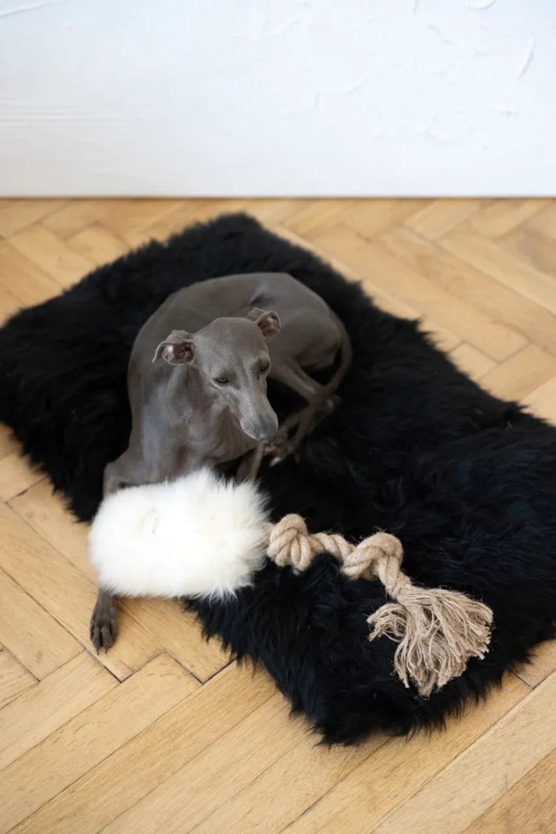 all dogs products all cats products all small animal products