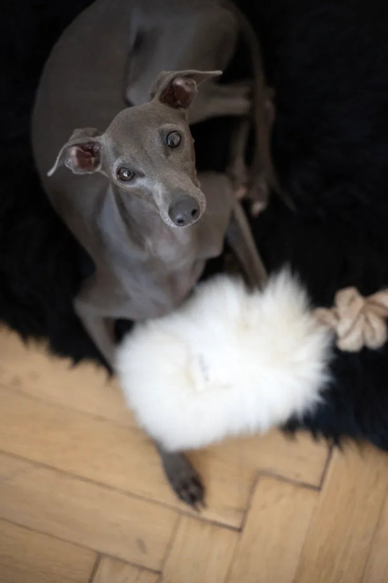 all dogs products all cats products all small animal products