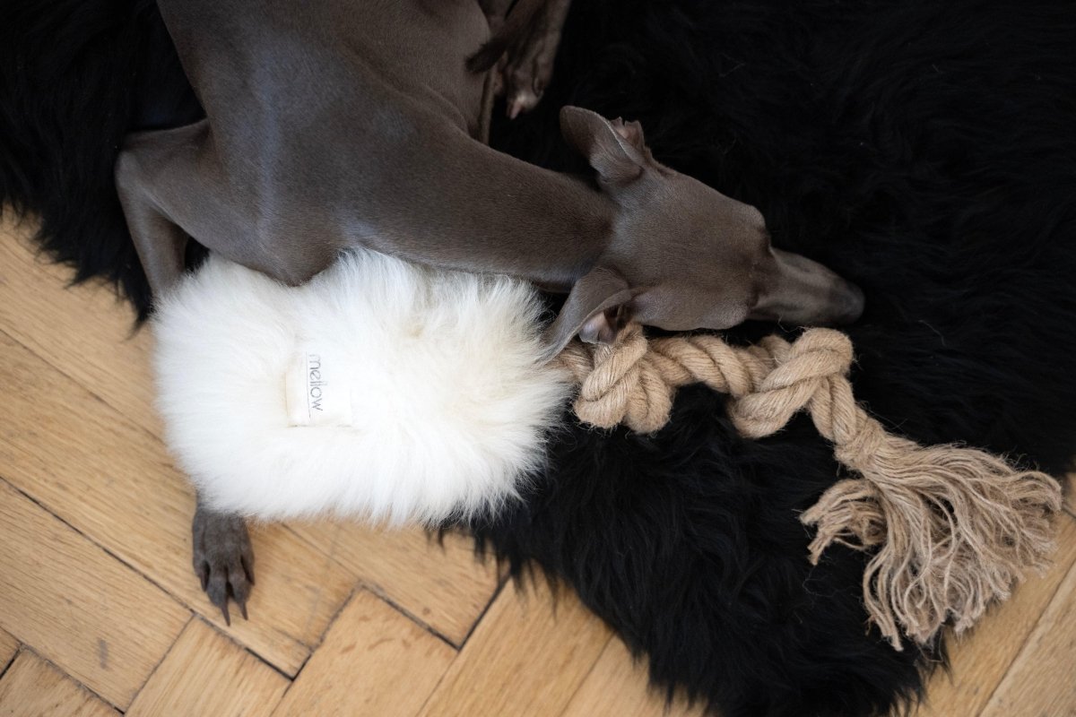 all dogs products all cats products all small animal products