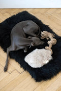 all dogs products all cats products all small animal products