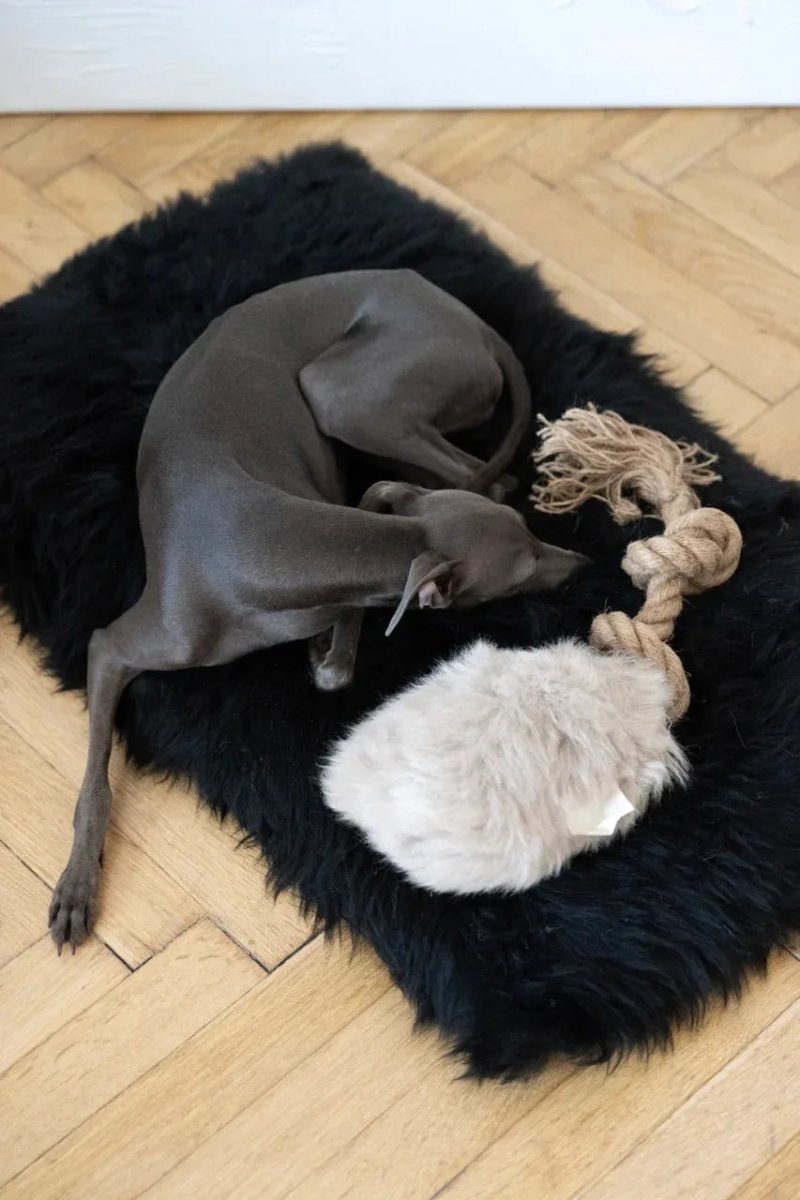 all dogs products all cats products all small animal products