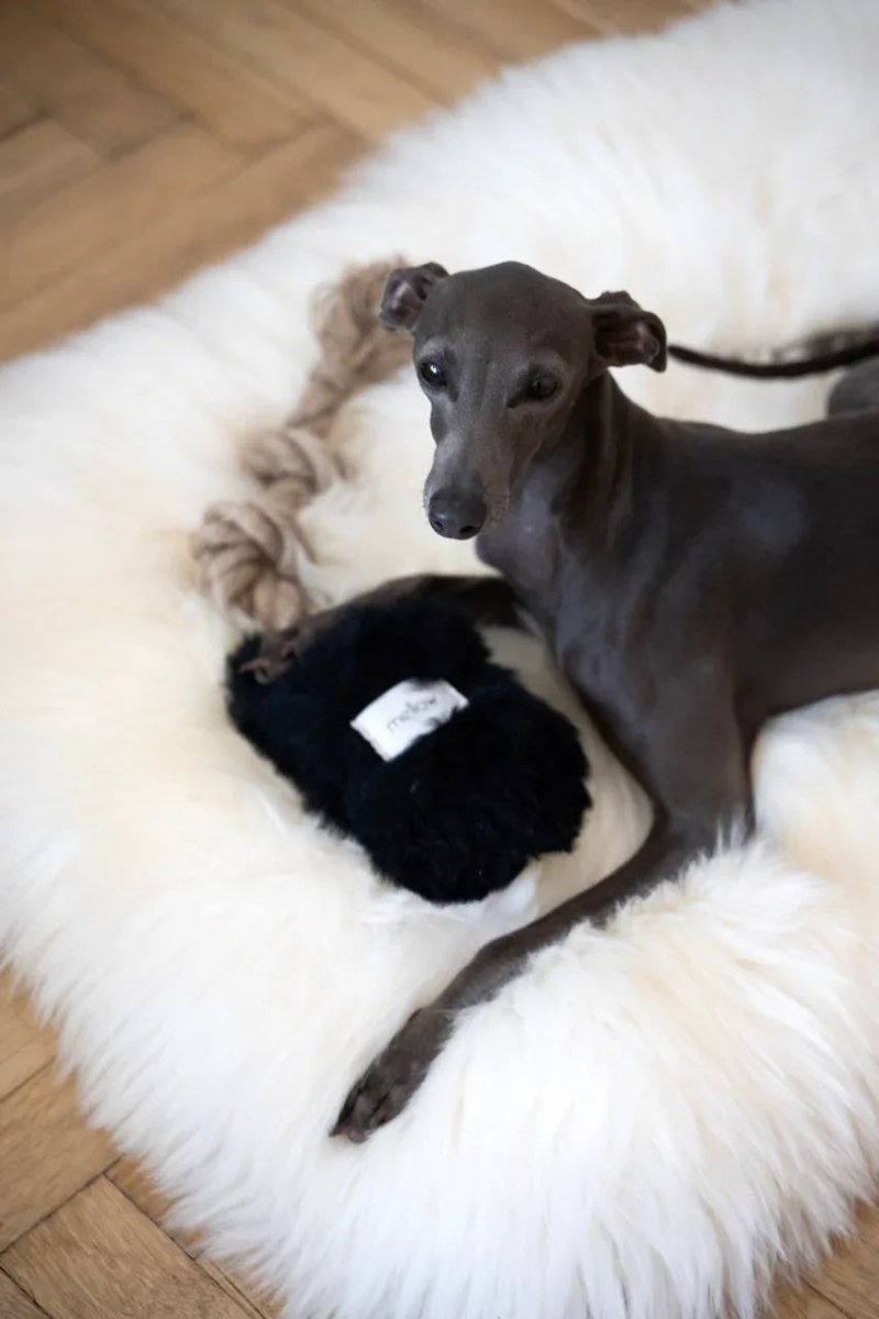 all dogs products all cats products all small animal products