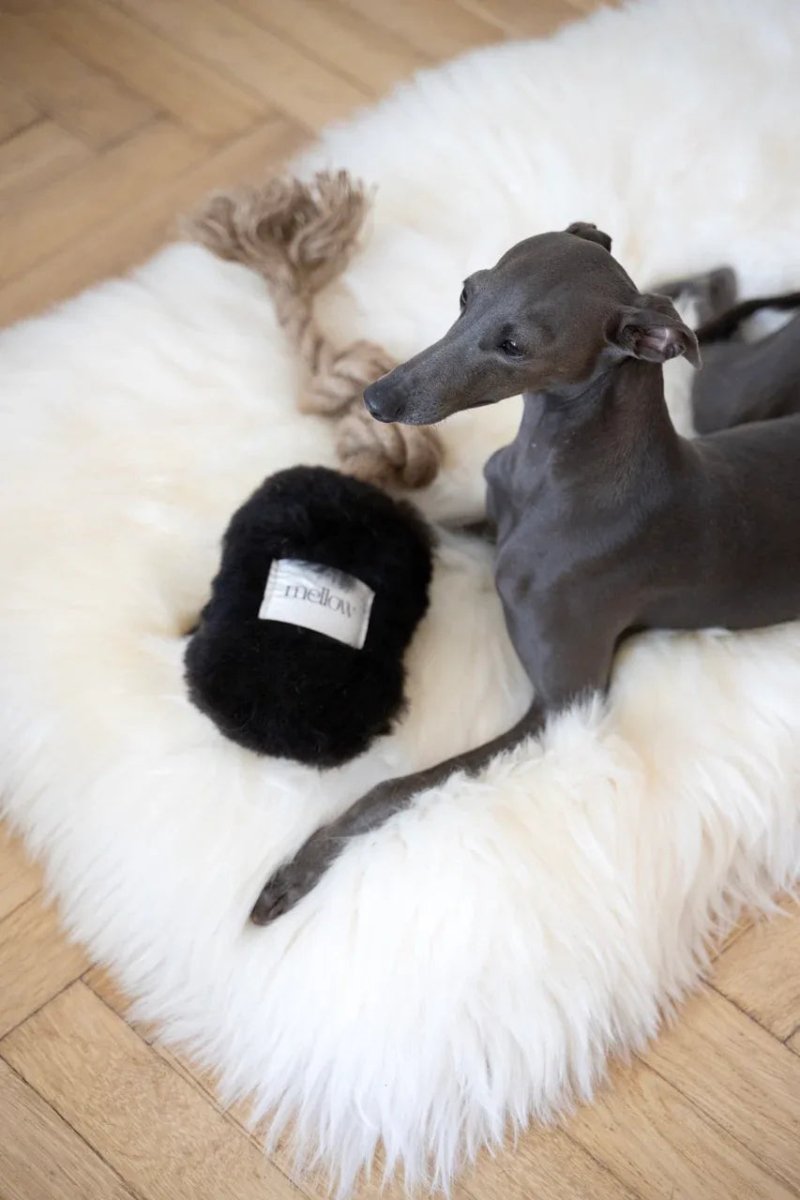 all dogs products all cats products all small animal products