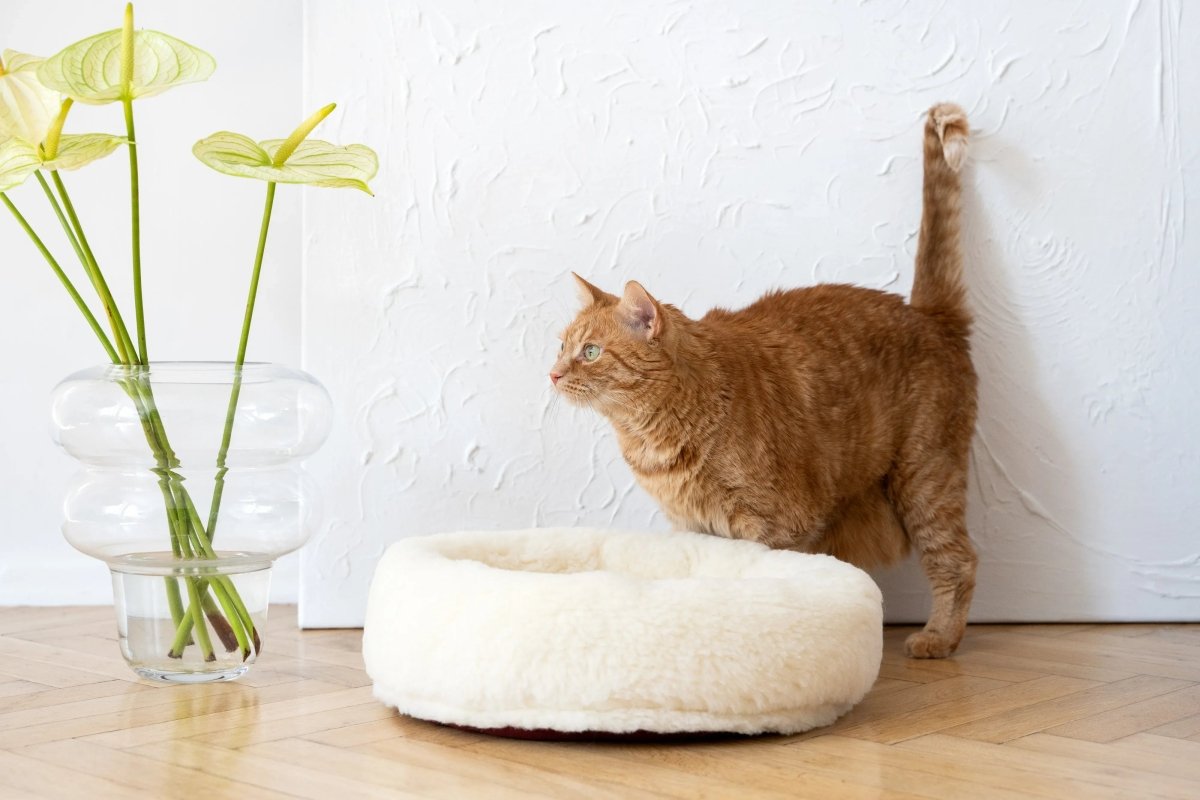 all dogs products all cats products all small animal products