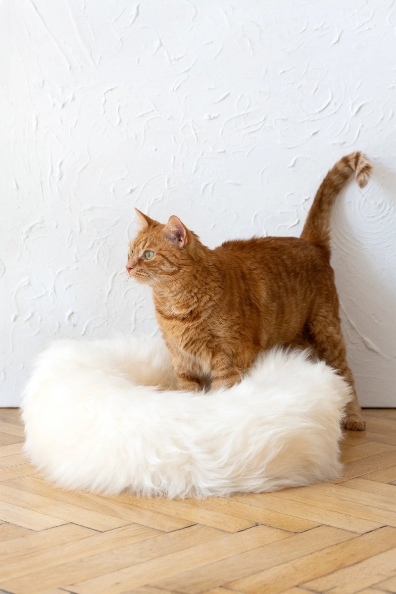 all dogs products all cats products all small animal products
