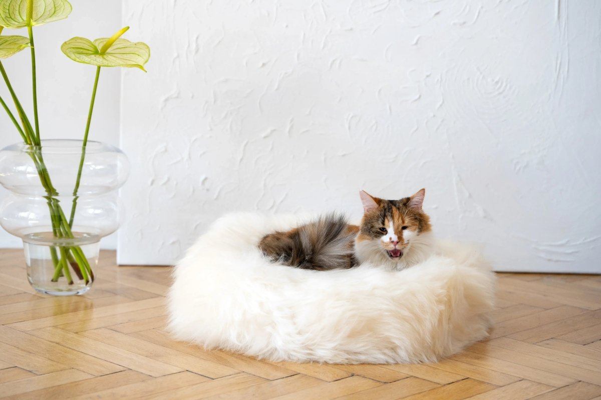 all dogs products all cats products all small animal products