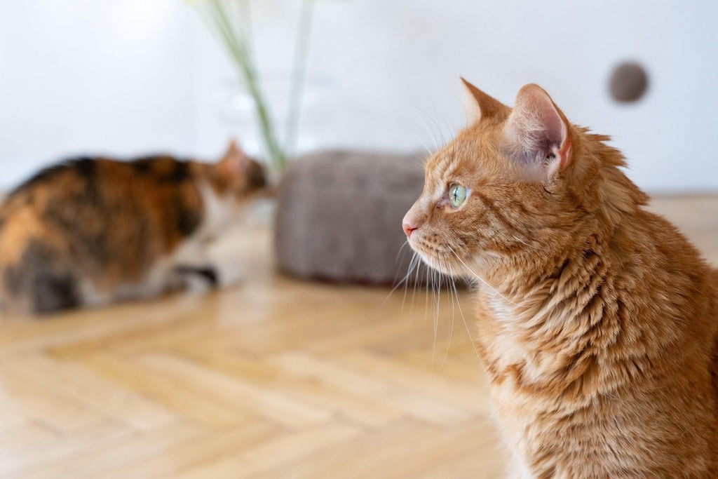 all dogs products all cats products all small animal products