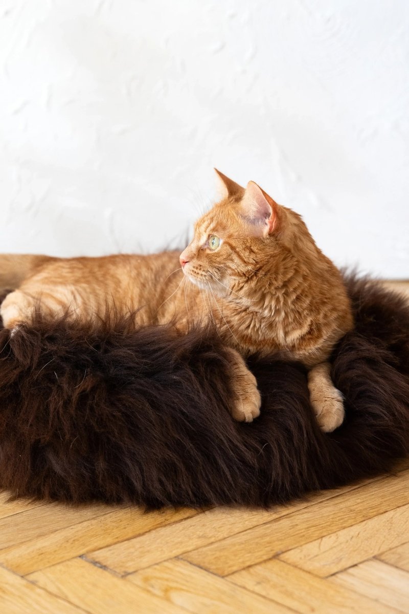 all dogs products all cats products all small animal products