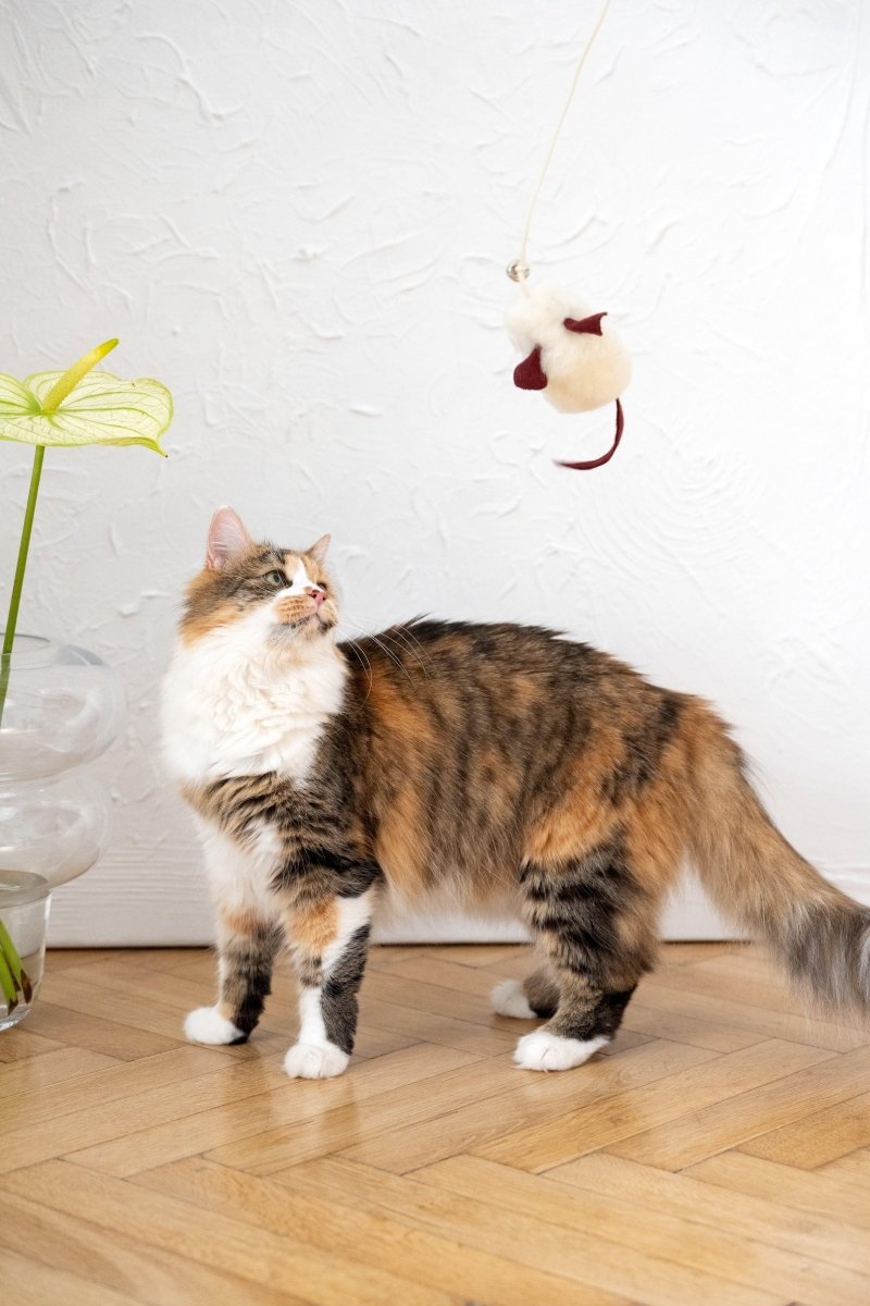 all dogs products all cats products all small animal products