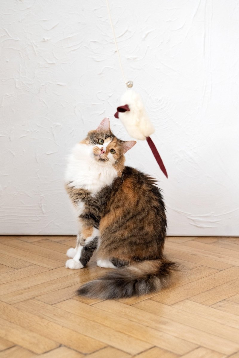 all dogs products all cats products all small animal products