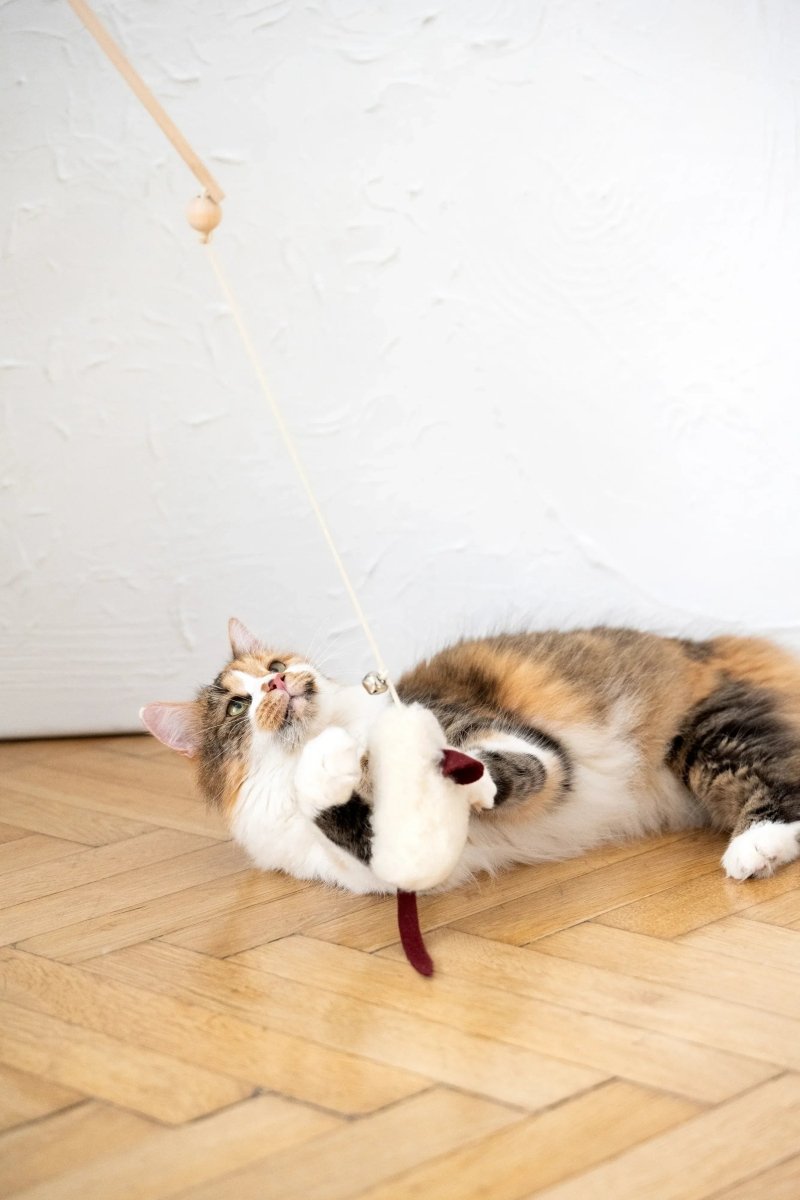 all dogs products all cats products all small animal products