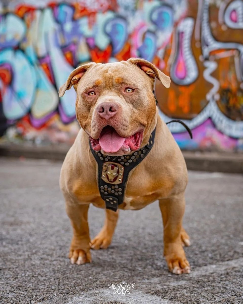 all dogs products all cats products all small animal products