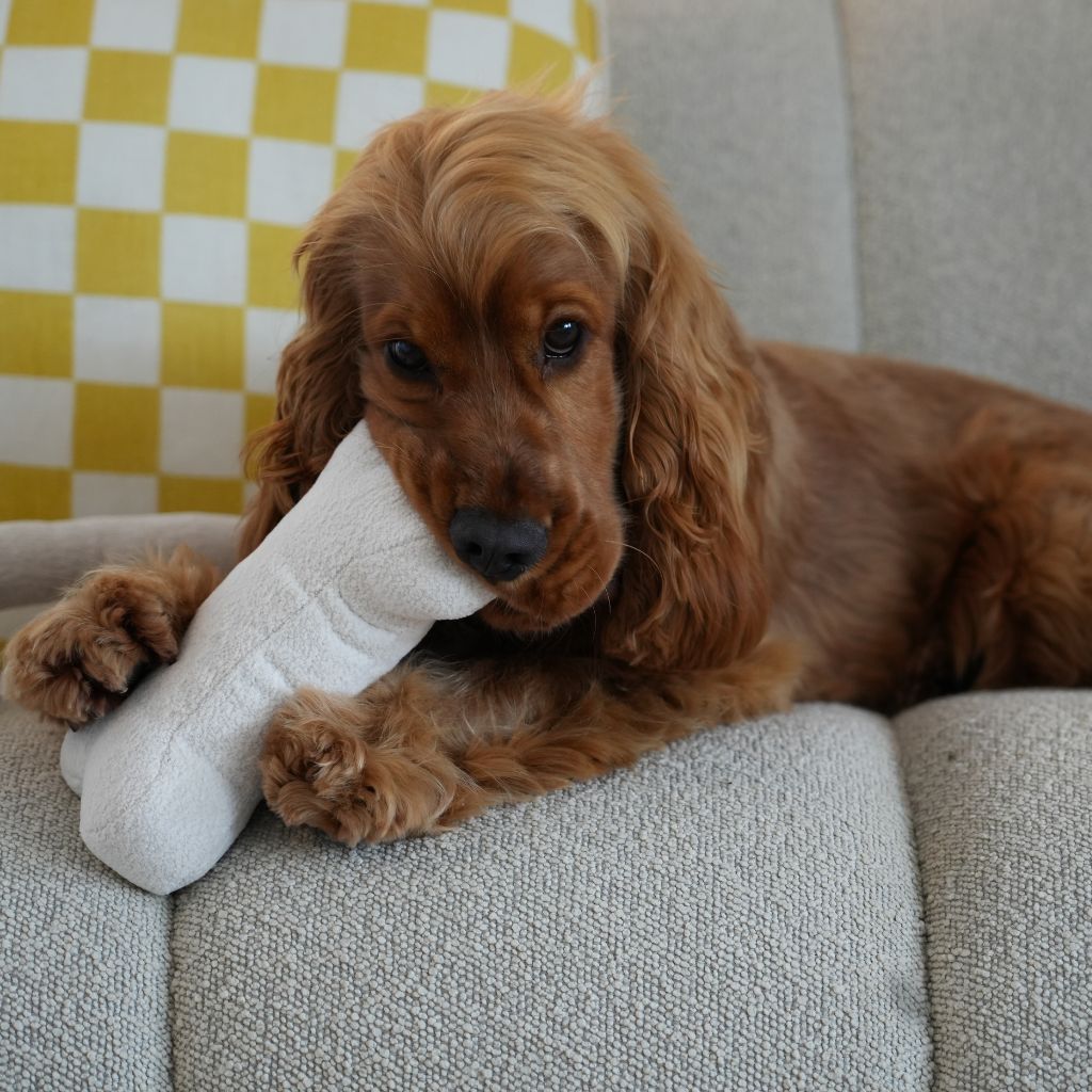 all dogs products all cats products all small animal products