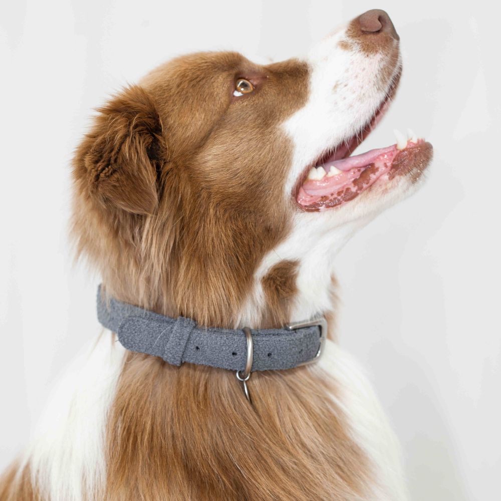 all dogs products all cats products all small animal products